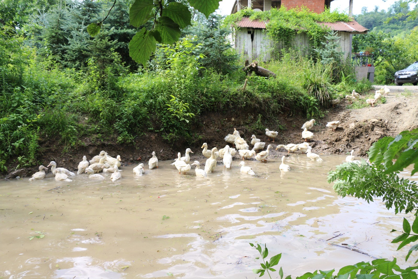 PEKİN ÖRDEĞİNDE İLK CİVCİVLER ÇIKTI